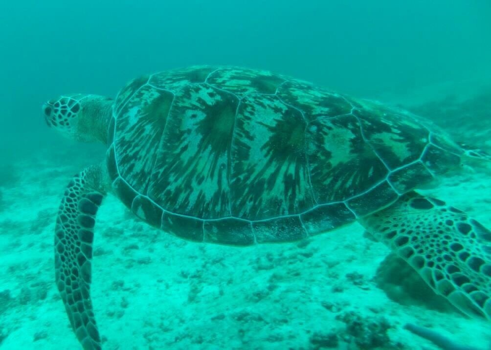 沙皮島