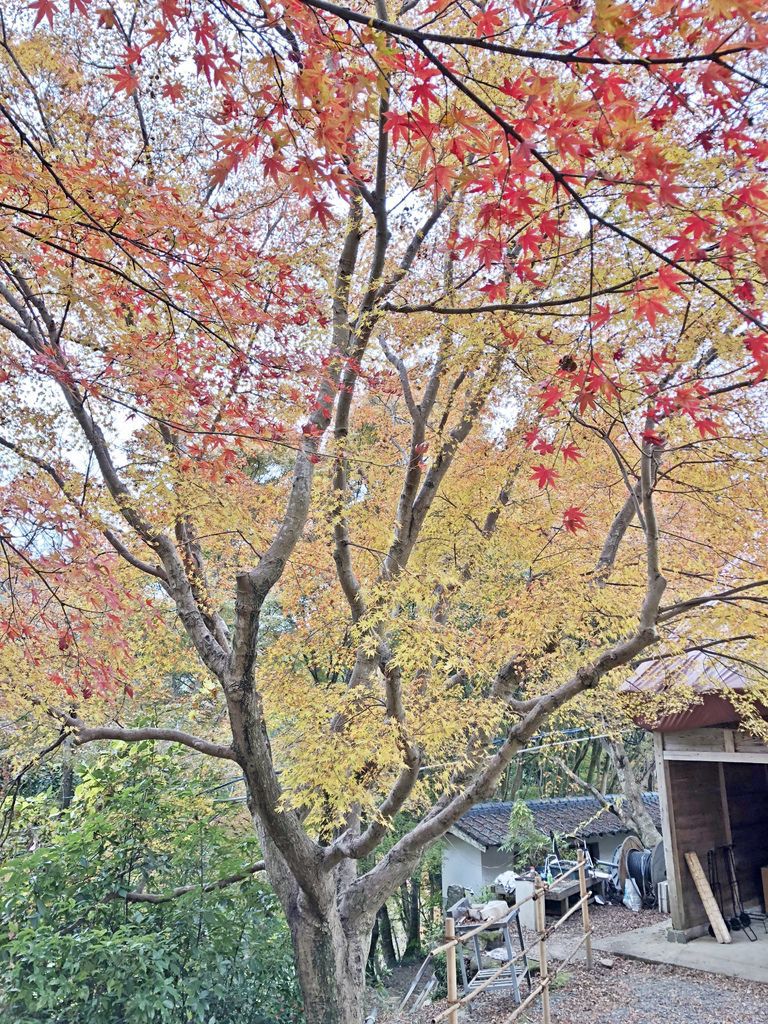 御船山楽園