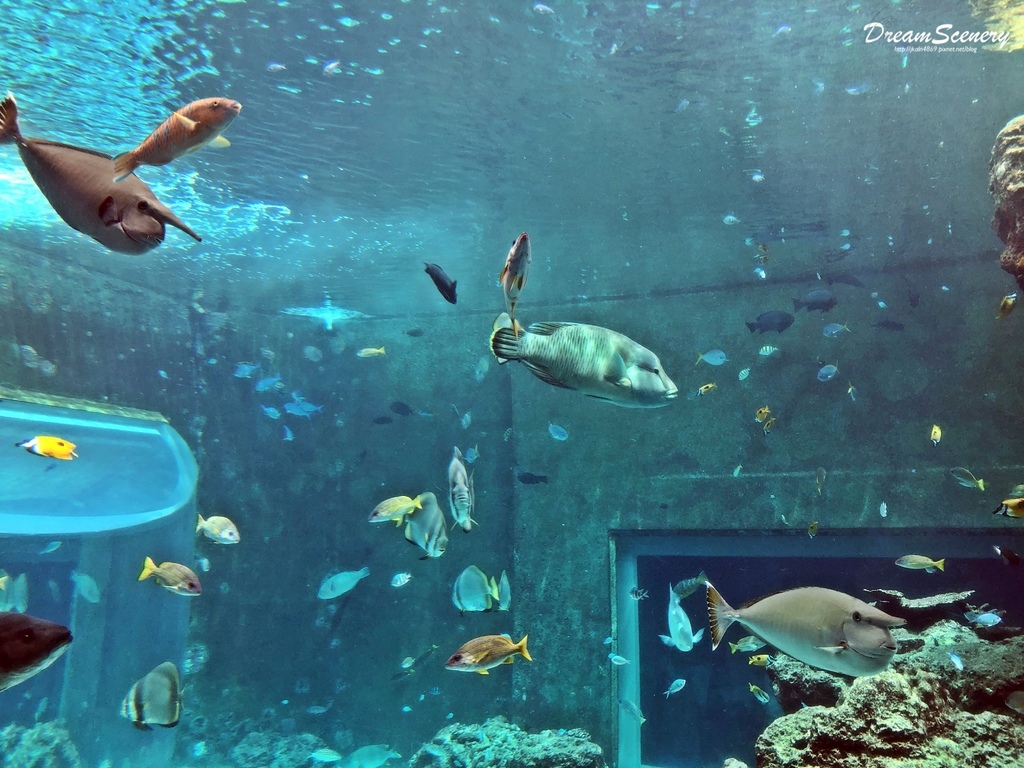 沖繩美麗海水族館