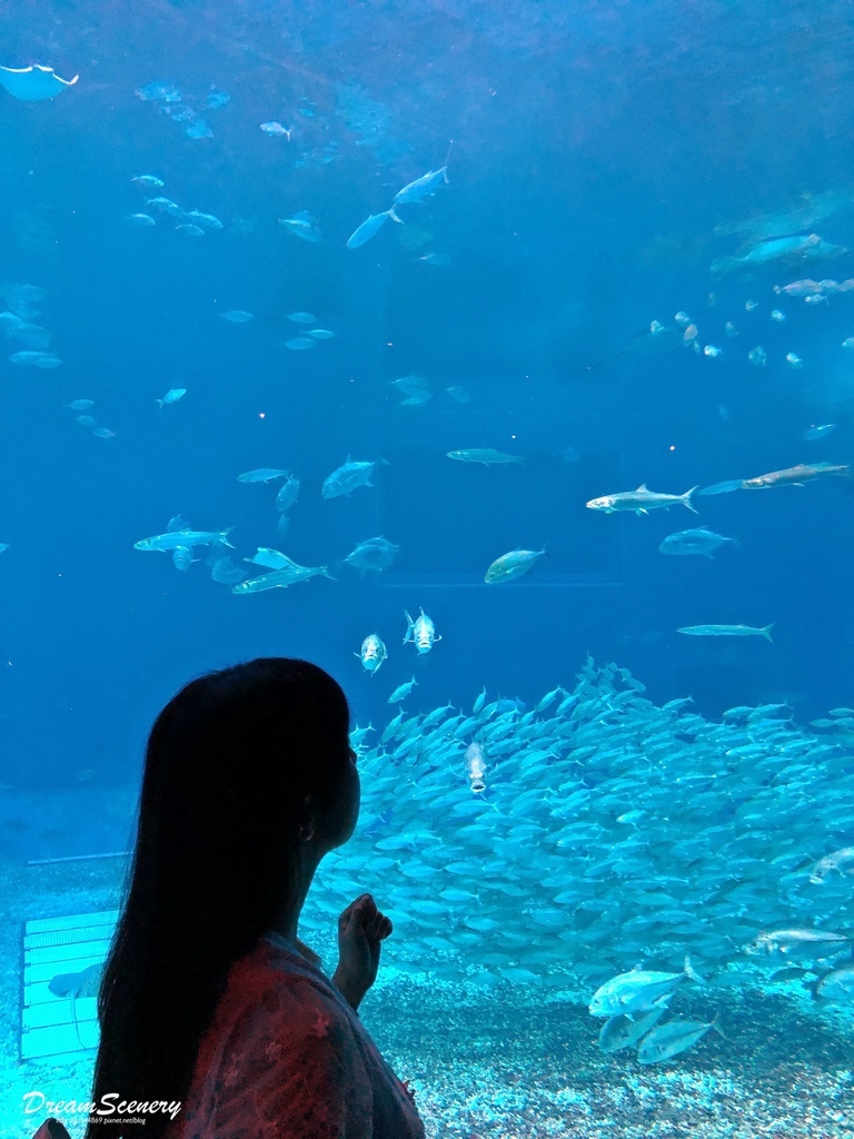 沖繩美麗海水族館