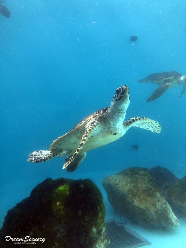 沖繩美麗海水族館