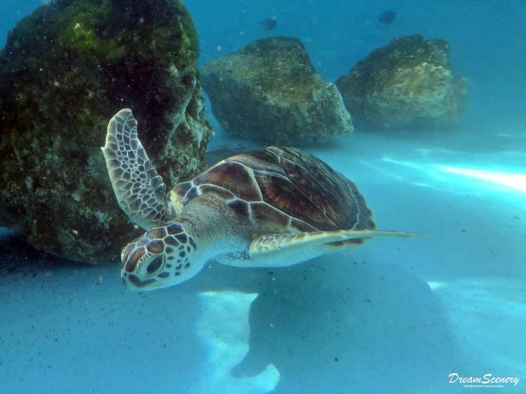 沖繩美麗海水族館