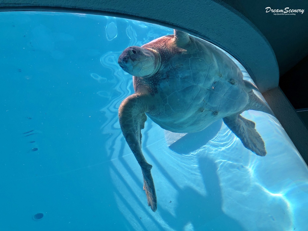 沖繩美麗海水族館