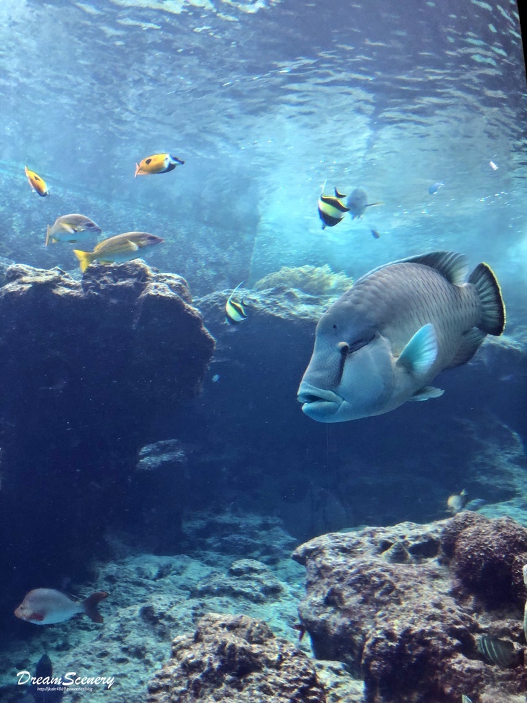 沖繩美麗海水族館