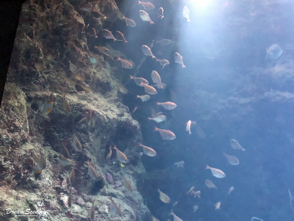 沖繩美麗海水族館