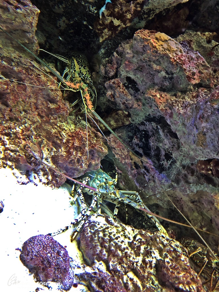 沖繩美麗海水族館