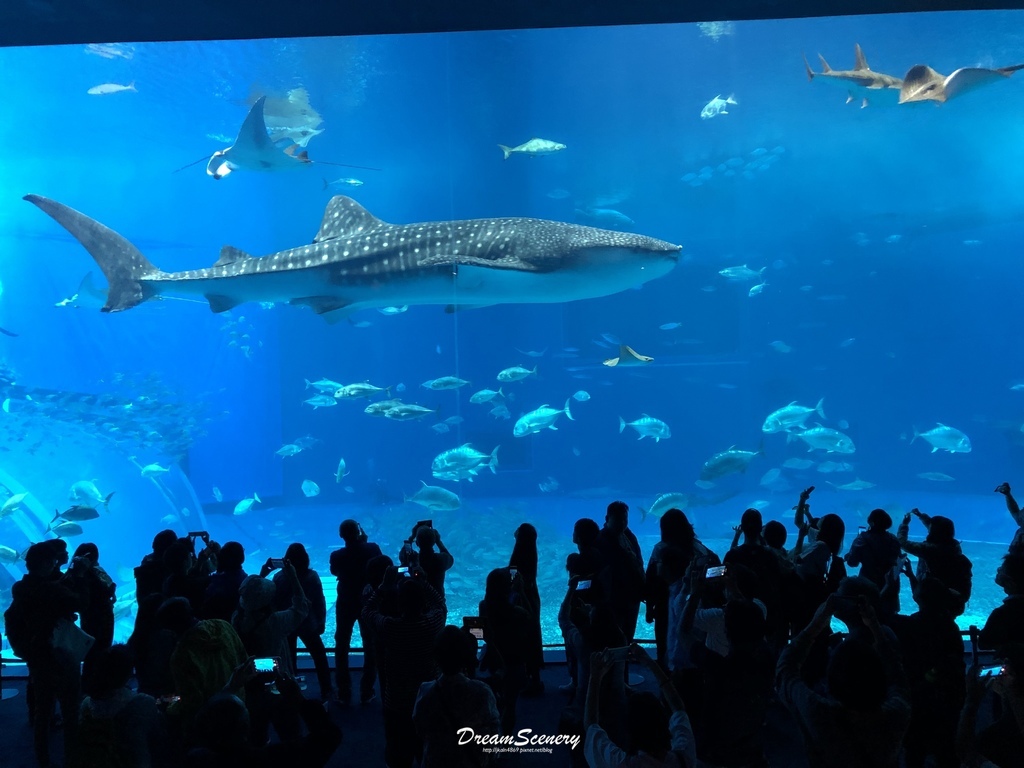 沖繩美麗海水族館