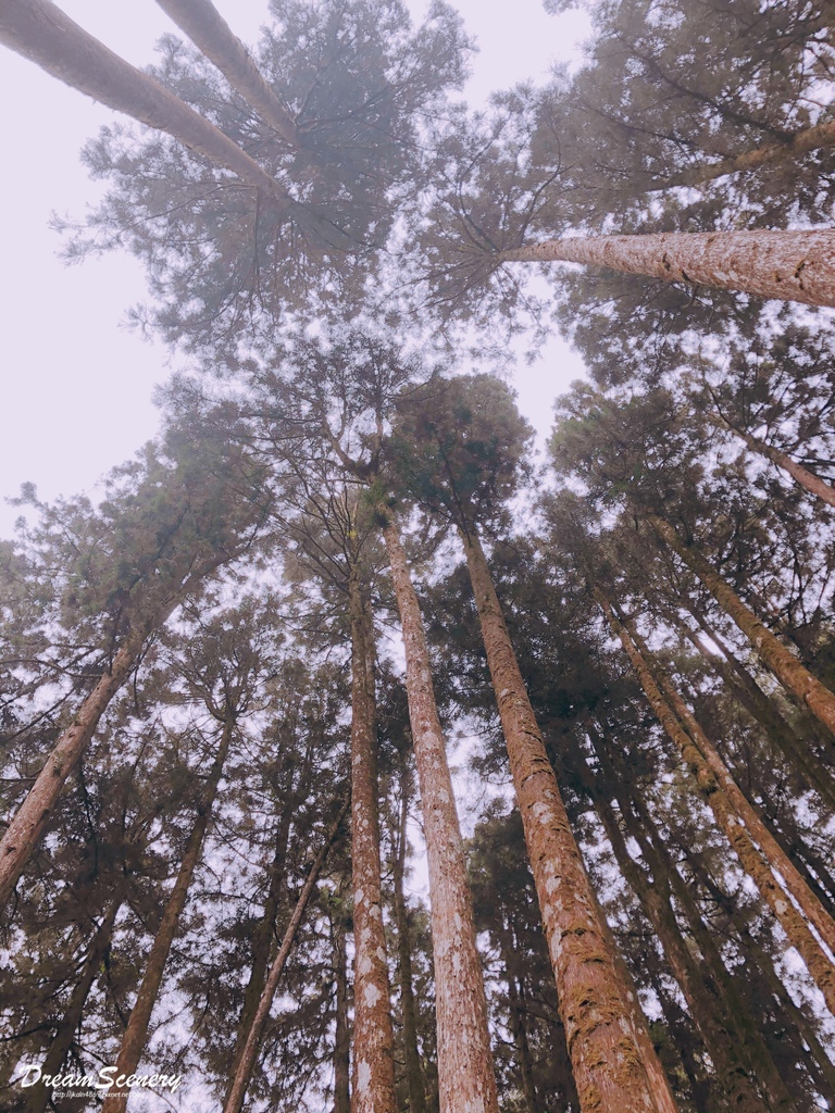 阿里山