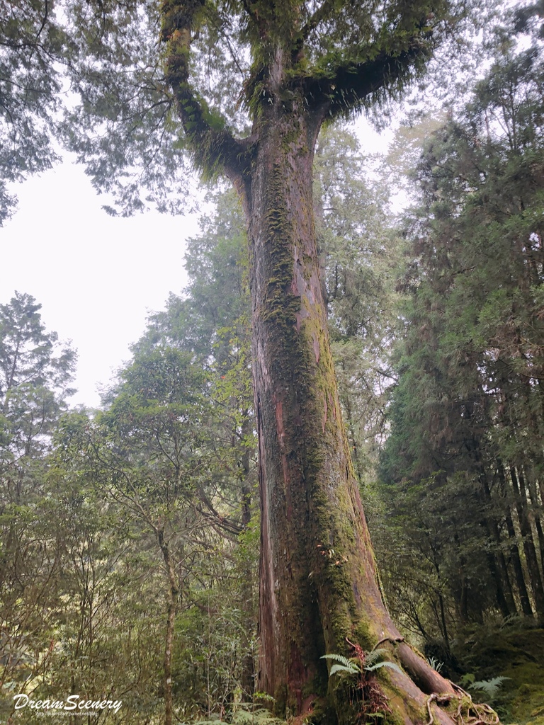 阿里山