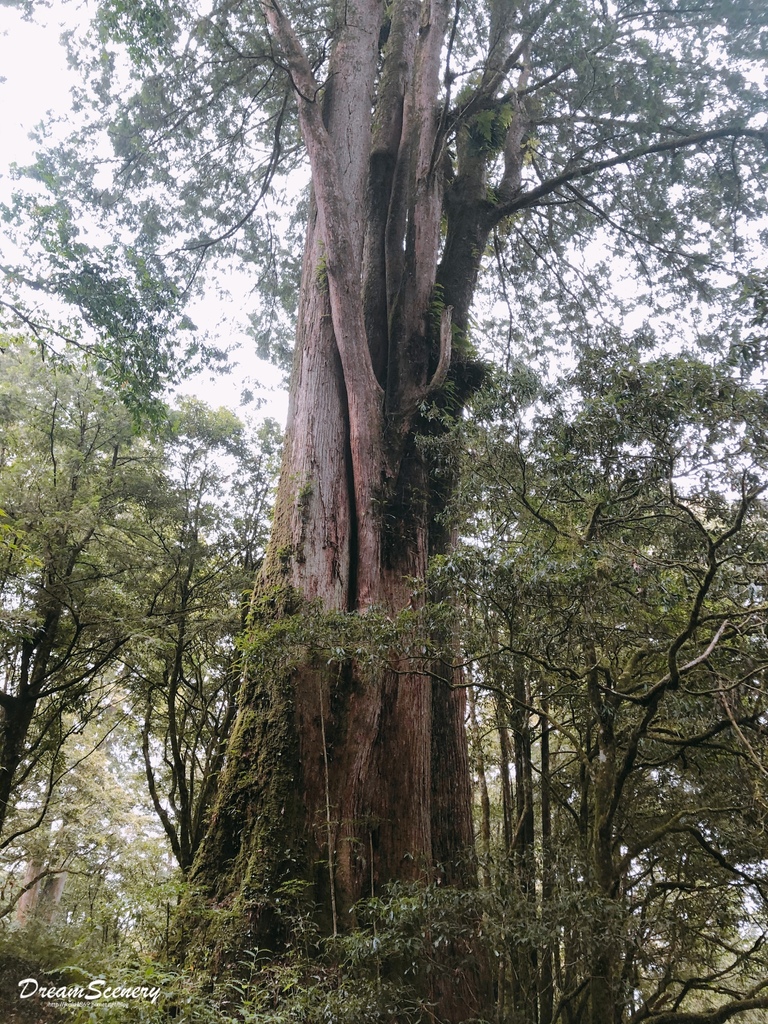 阿里山