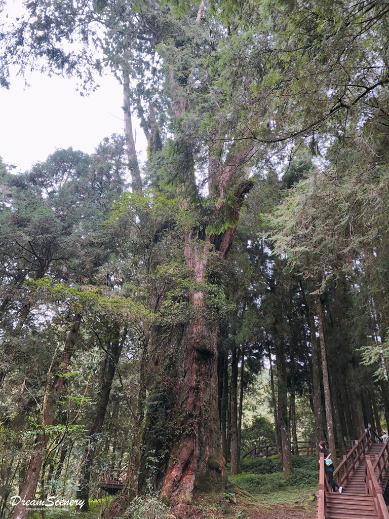 阿里山