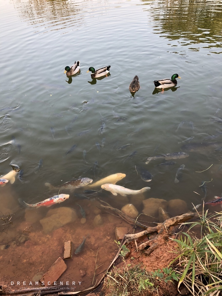 綠風草園餐廳