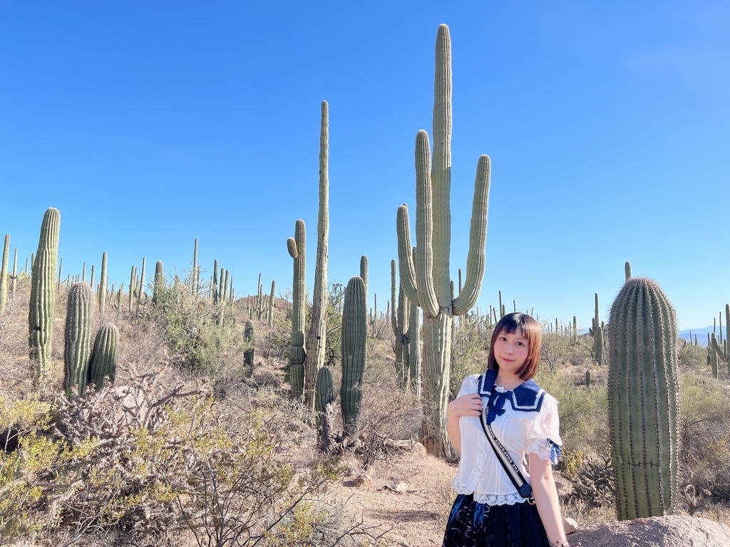 Saguaro National Park