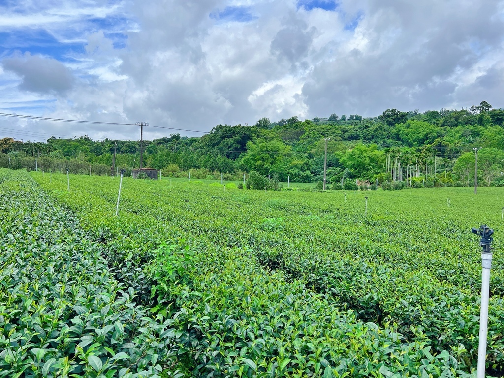 佳芳茶園