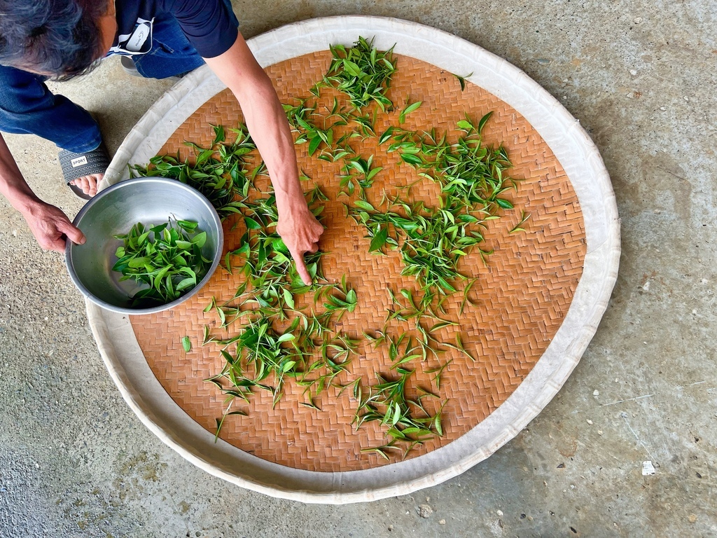 佳芳茶園