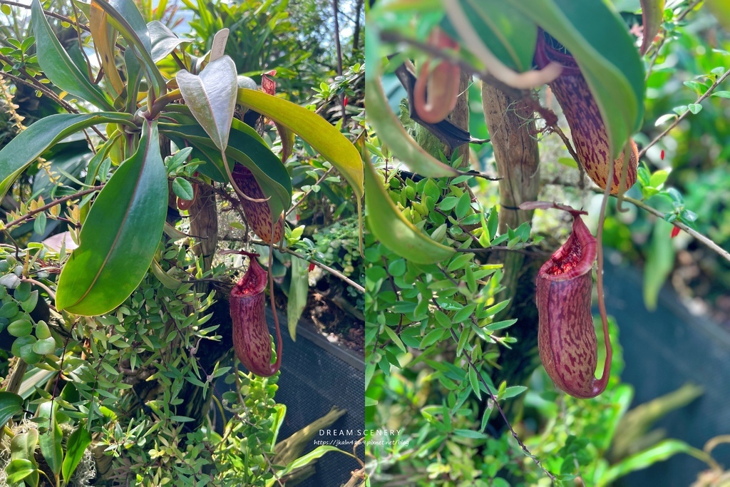 濱海灣花園