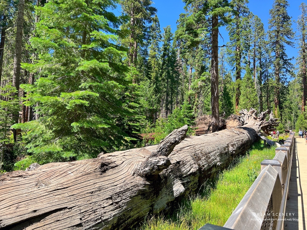 優勝美地國家公園 Yosemite National Park