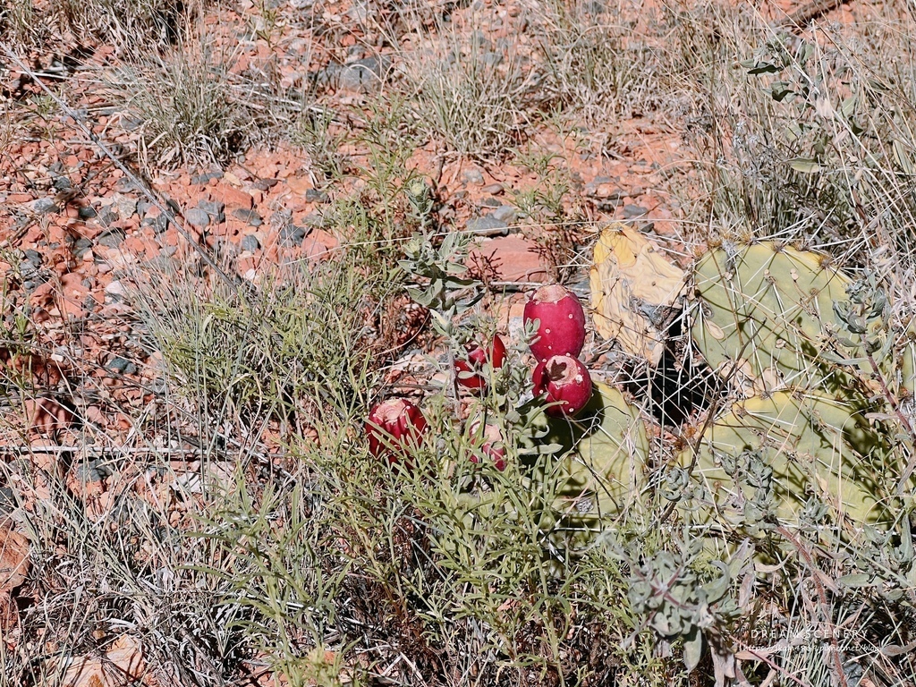 【美國-Arizona】 Sedona紅色岩層│紅岩聖十字教