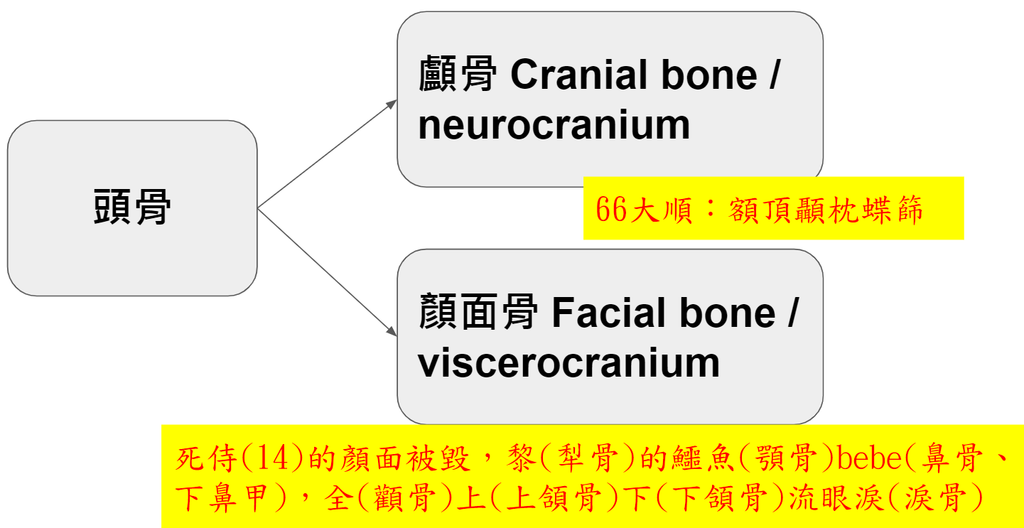 頭骨.png