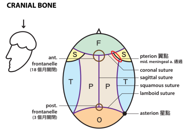 Cranial bone.png