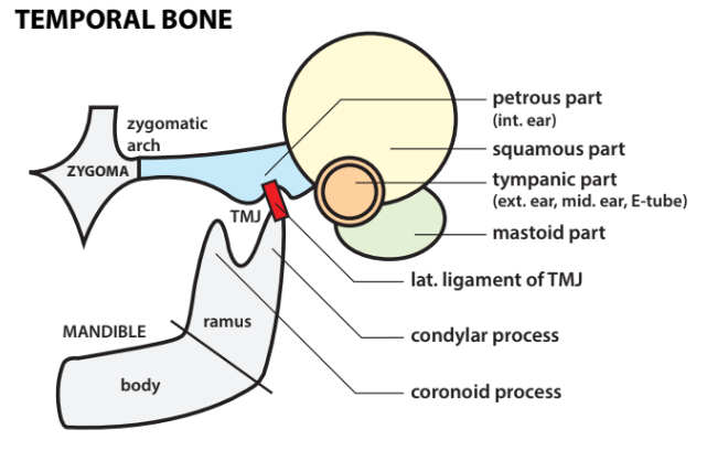 Temporal bone.png