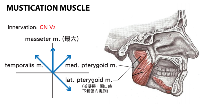 Mustication muscle.png