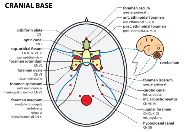 Cranial base.png