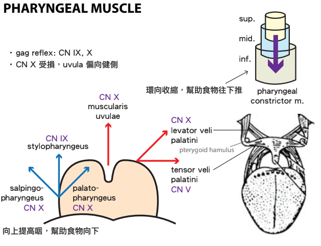 Pharyngeal muscle.png