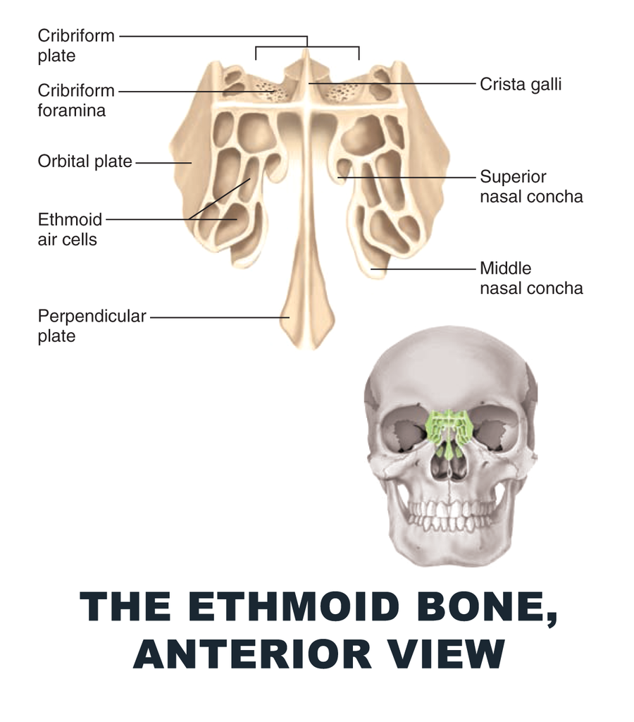 Ethmoid bone.png