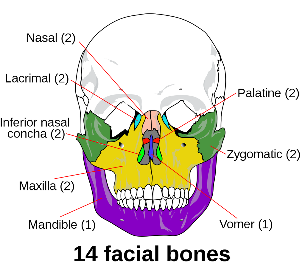 Facial bone.png