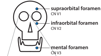 Mental foramen.png