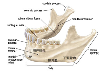 Mandible.jpg