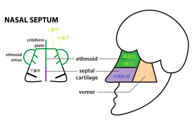 鼻中膈.png