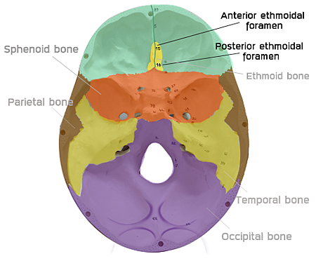 ethmoidal foramen.png