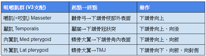 咀嚼肌群.png