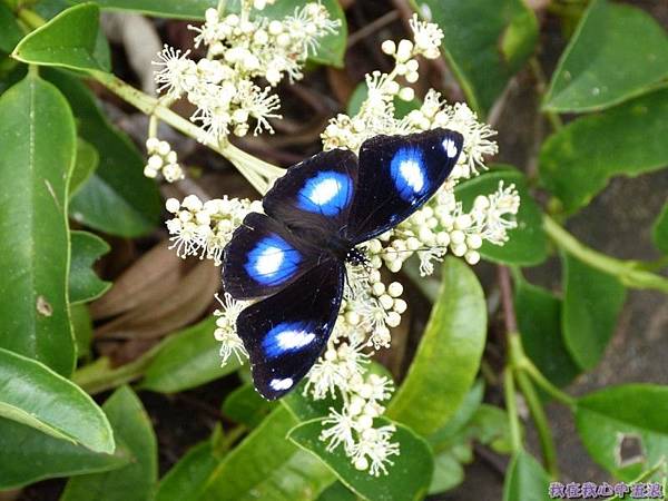 琉球紫蛺蝶20140803(1)