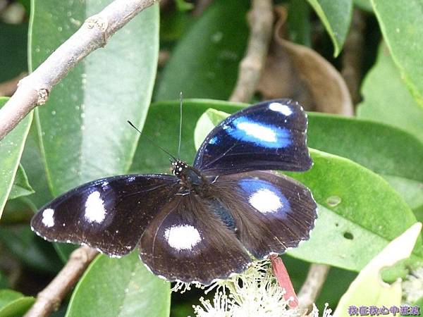 琉球紫蛺蝶20140803(5)