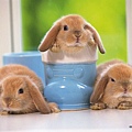 [wallcoo_com]_Lovely_rabbit_Picture_0da033069s.jpg