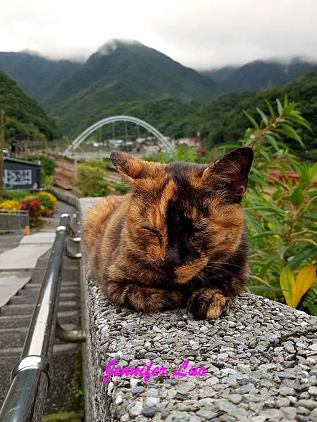 【享遊】新北市瑞芳區-猴硐貓村尋貓、猴硐煤礦博物園區覓段知性