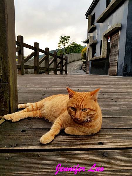 【享遊】新北市瑞芳區-猴硐貓村尋貓、猴硐煤礦博物園區覓段知性