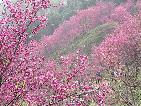 櫻花林20140208-1391.JPG