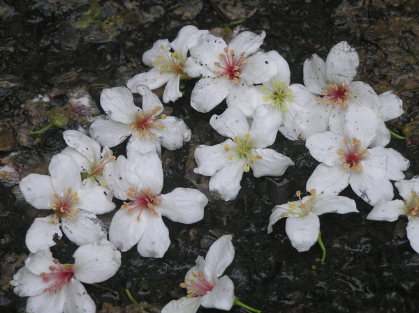 濕透的油桐落花.JPG