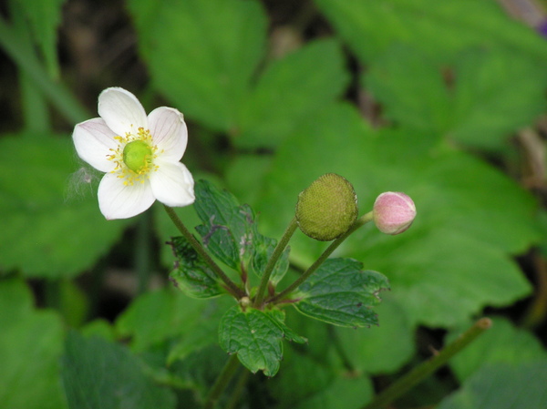 小白花.JPG