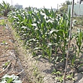 菜圃15_玉米.JPG