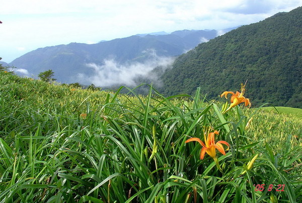 台東太麻里金針山金針花3