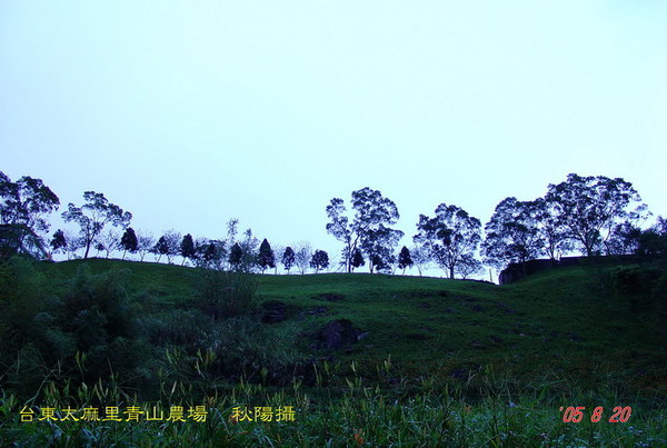 台東太麻里金針山青山農場之樹