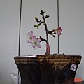 小櫻花08
