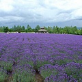 富田花園農場1.jpg