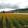 富田花園農場2.jpg