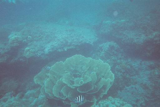 帛琉海底玫瑰珊瑚